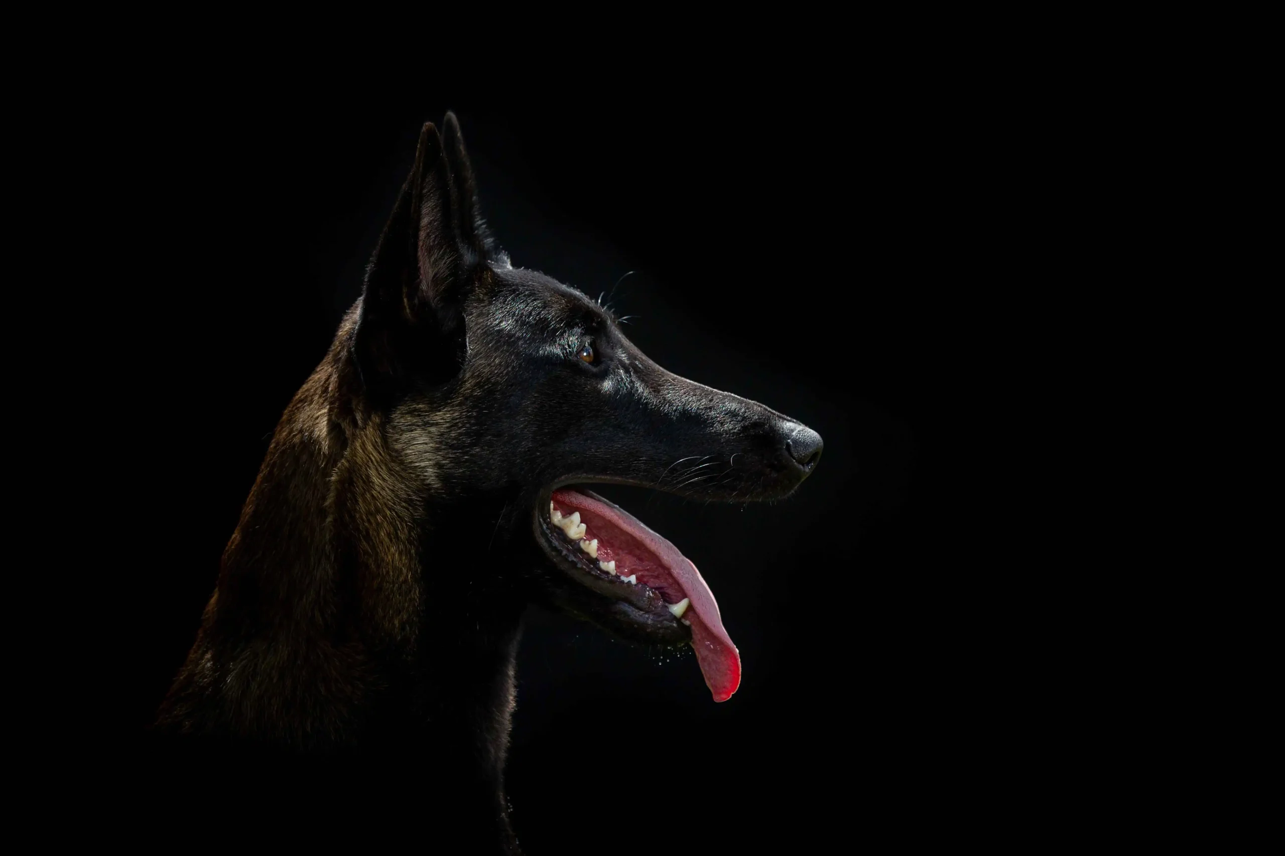 Ruidoso Malinois Case Study